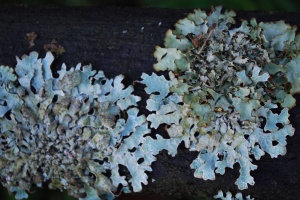 Lichen on our garden bench